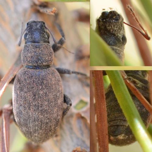 Brachyderes incanus